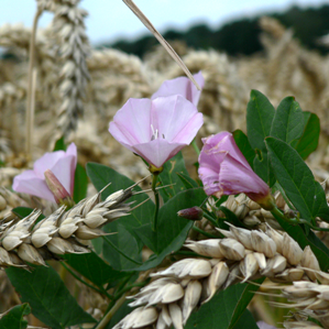 Gruppa da las asteridas