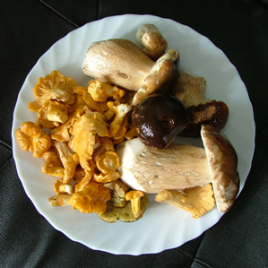 Bulieus