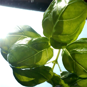 Ervas mediterranas