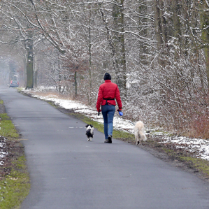 Animals da chasa en general