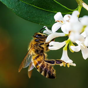 Avieuls / apicultura