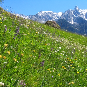 Prads e pastgiras sitgas