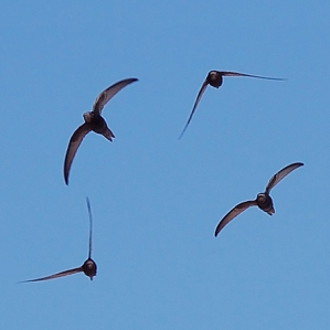 Ulteriuras spezias