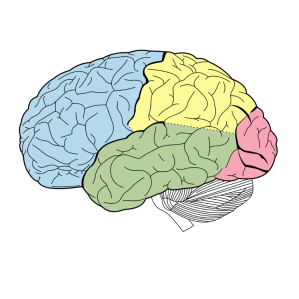 Linguistica en general