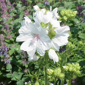 Gruppa da las rosidas