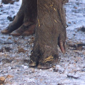 Mammals cun unglas pèr en general