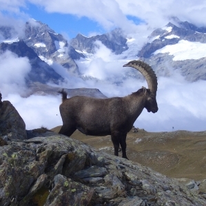 Capricorn