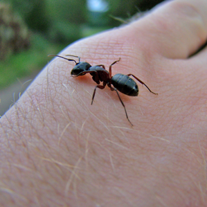 Dapli che mo furmiclas? Dapli che mo furmiclas?