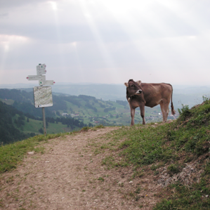 Èsi da temair las vatgas?