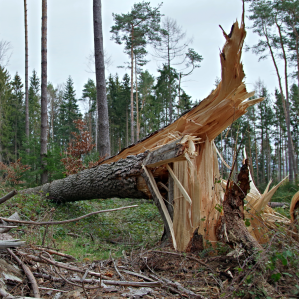 Vents ferms e stemprà
