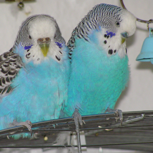 Utschels sco animal da chasa