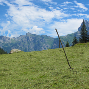Far fain selvadi