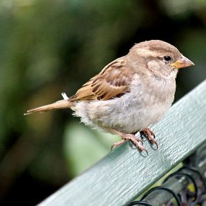 Il pasler da chasa e ses parents