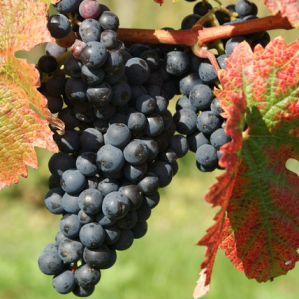 Ivas frestgas, ivettas, suc e vin