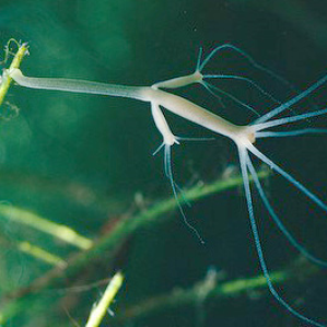 Polip d'aua dultscha