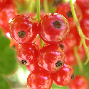 Uzuas