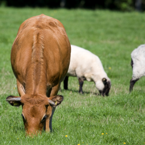 Animals dal bain puril