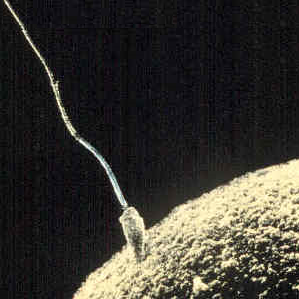 La reproducziun sexuala