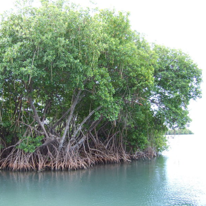 Mangrovas Mangrovas