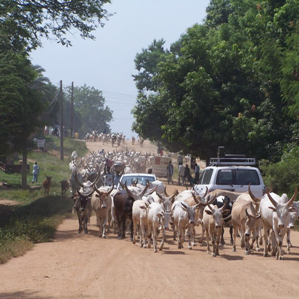 Sudan dal Sid Sudan dal Sid