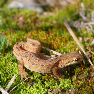 Piutscha strivlada