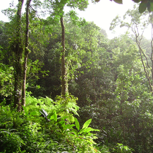 Las tropas Las tropas