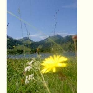 Veronica e la vita verda Veronica e la vita verda