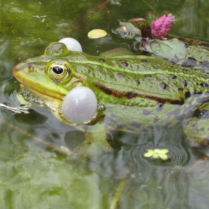 Rauna verda pitschna