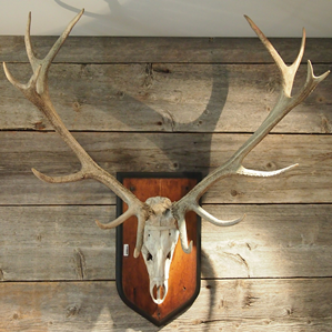 «Alpenrauschen» «Alpenrauschen»